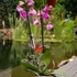 Kép 2/5 - GL-900502-Orchidea és virág támasz- átlátszó szár- narancssárga pillangó