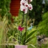 Kép 4/4 - Orchidea és virág támasz- zöld szár- lila pillangó