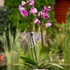 Kép 2/5 - GL-900502/1 Orchidea pálca növénytámasz - liláskék pillangós