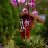 Kép 3/5 - GL-900502/1 Orchidea pálca növénytámasz - liláskék pillangós
